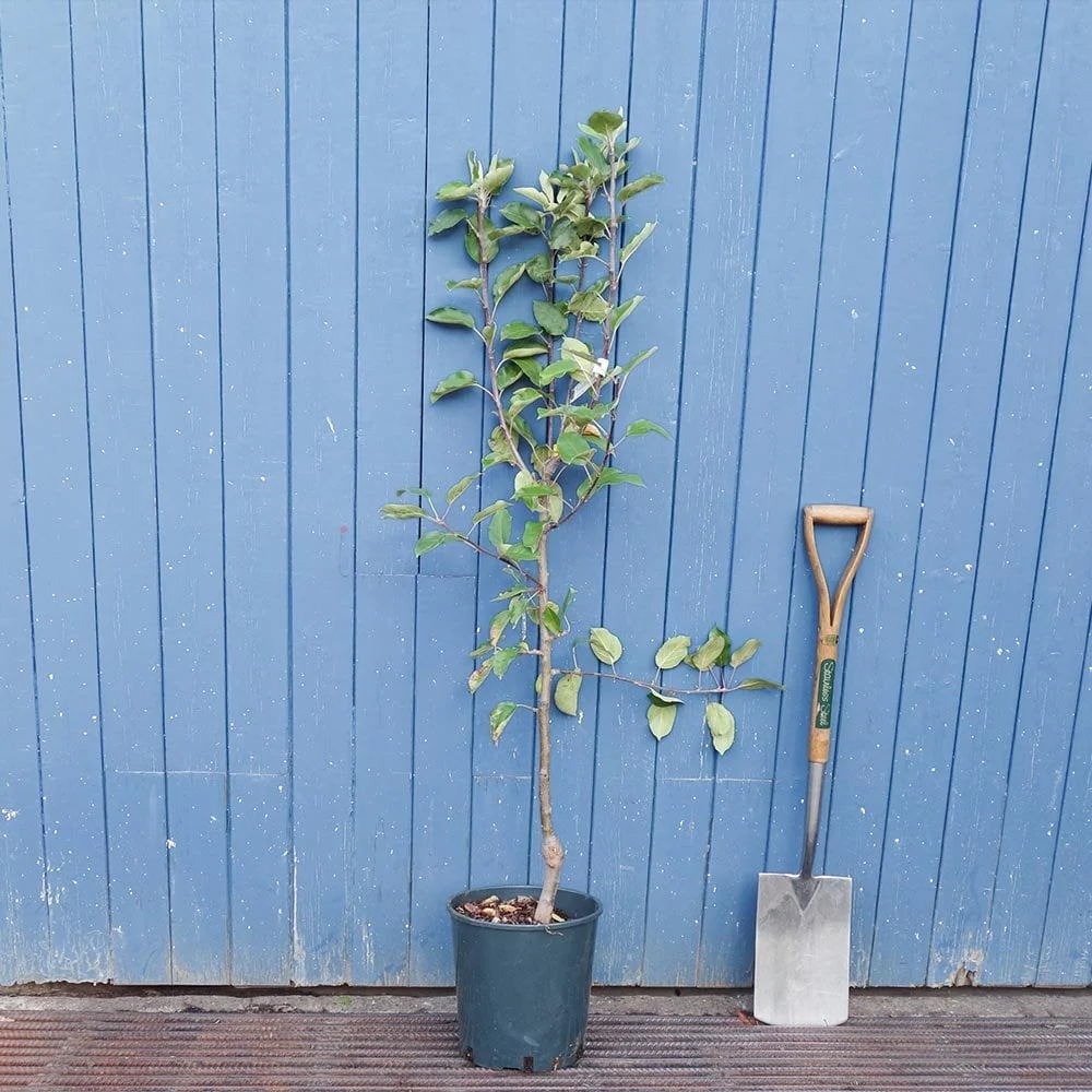 Chivers Delight Apple Tree - Image 2