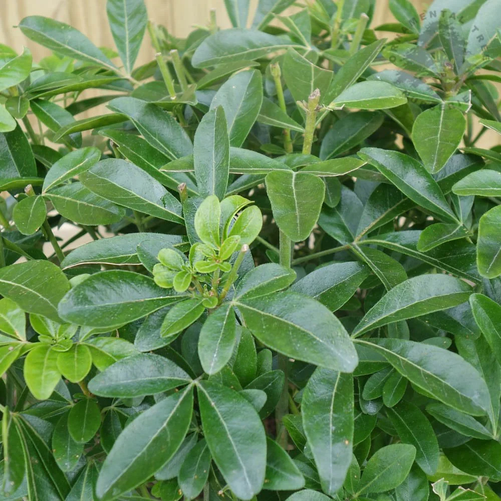 Choisya ternata Shrub