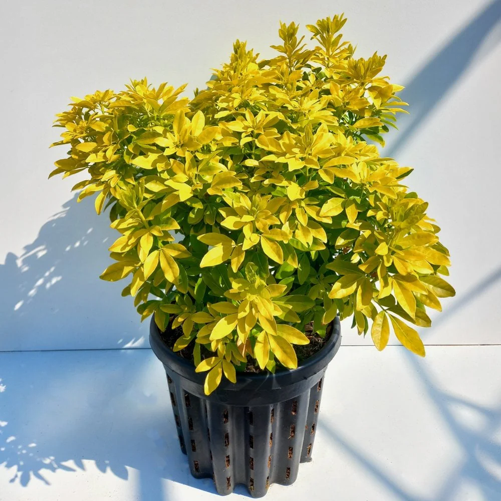 Choisya ternata 'Sundance' Shrub - Image 4