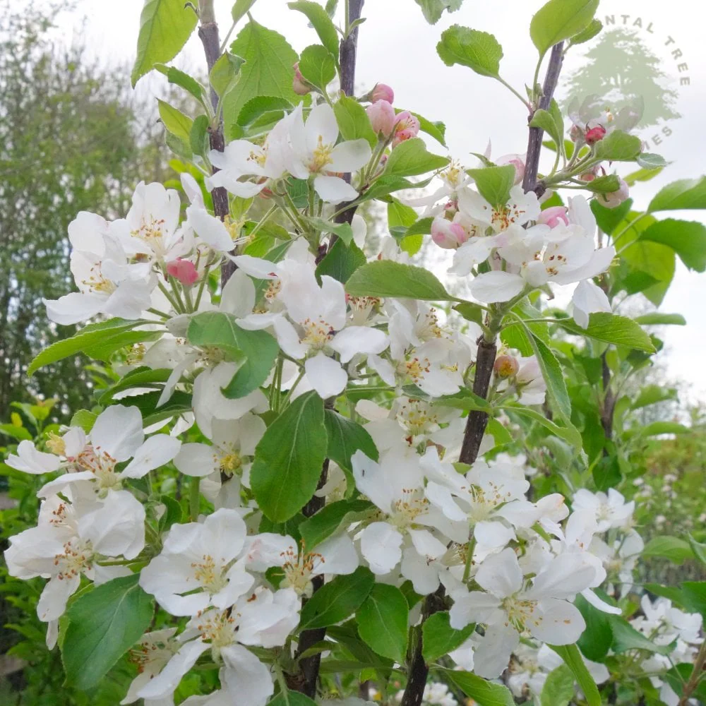 Christmas Pippin Apple Tree - Image 3