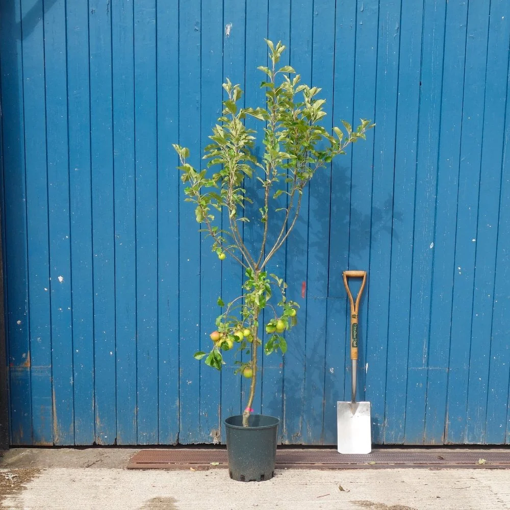 Christmas Pippin Apple Tree - Image 5