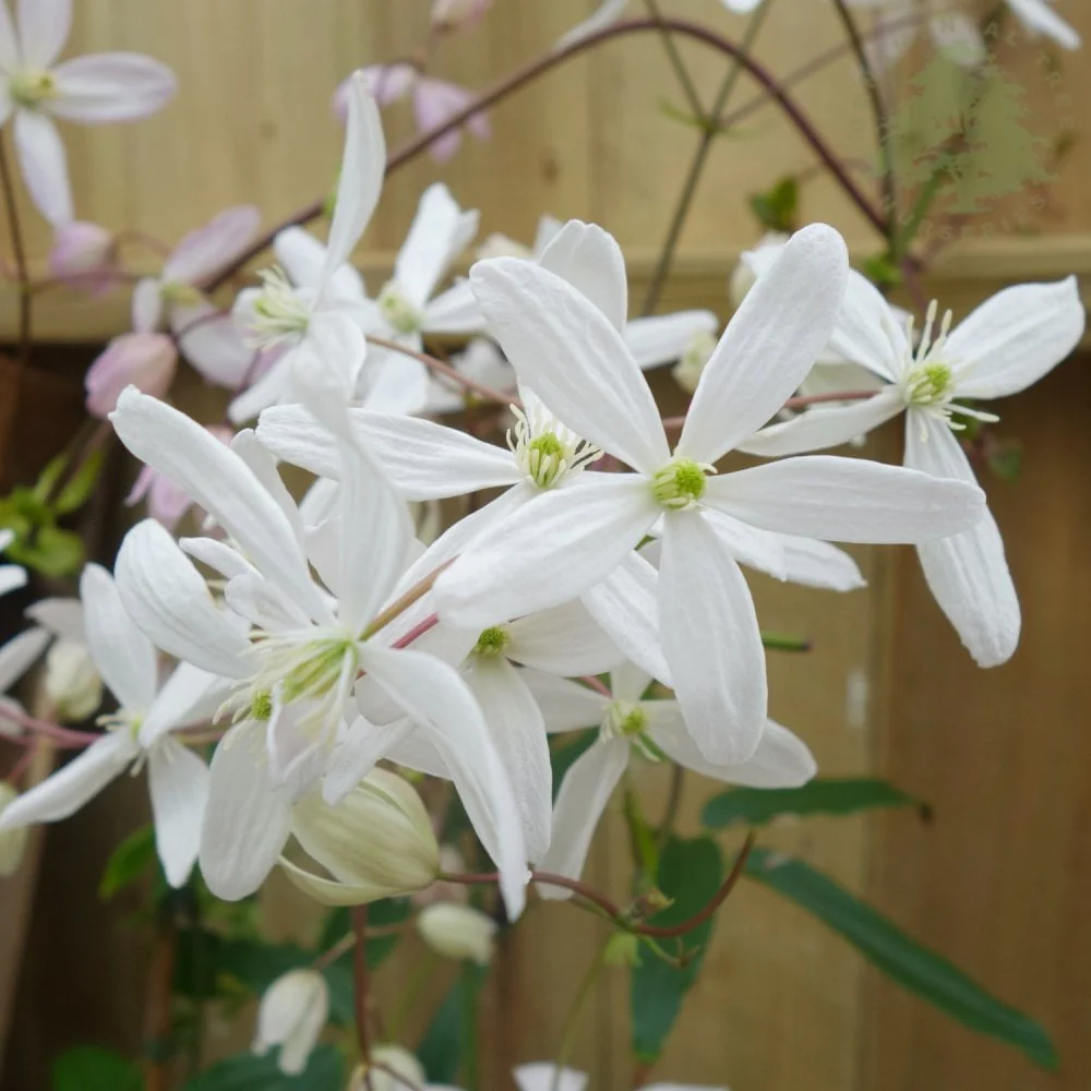 Clematis armandii - Image 3