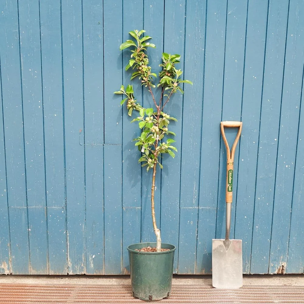 Cobra Apple Tree - Image 3