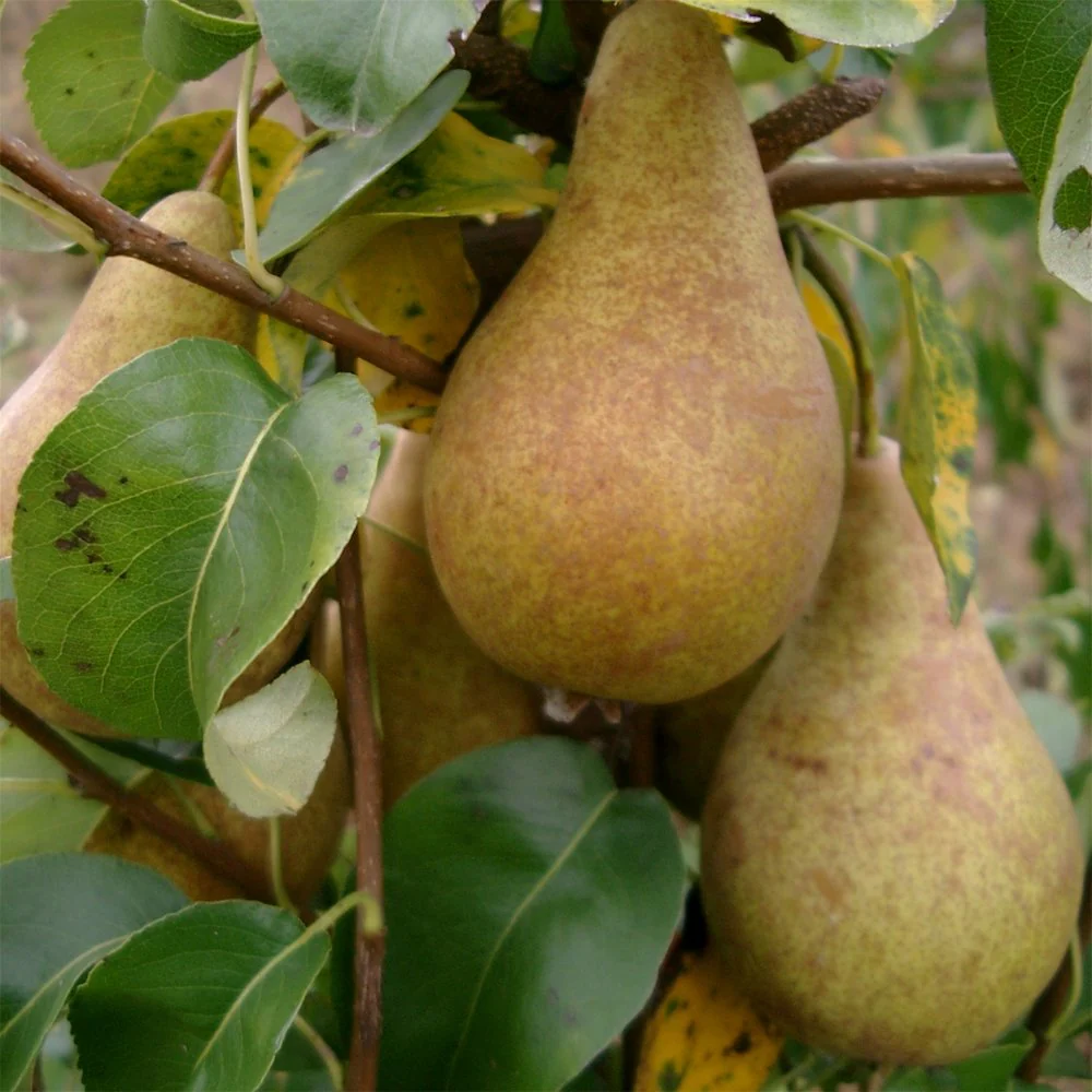 Concorde Pear Tree - Image 3