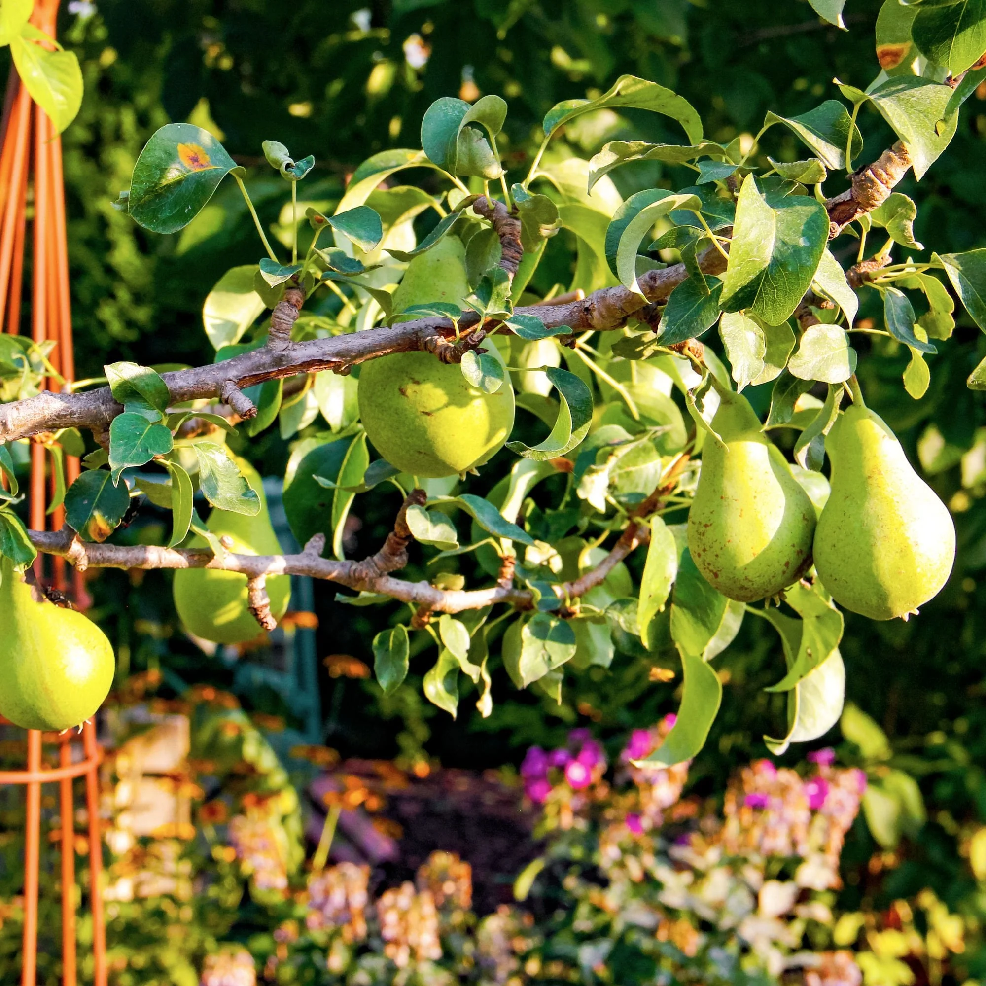 Concorde Pear Tree - Image 4