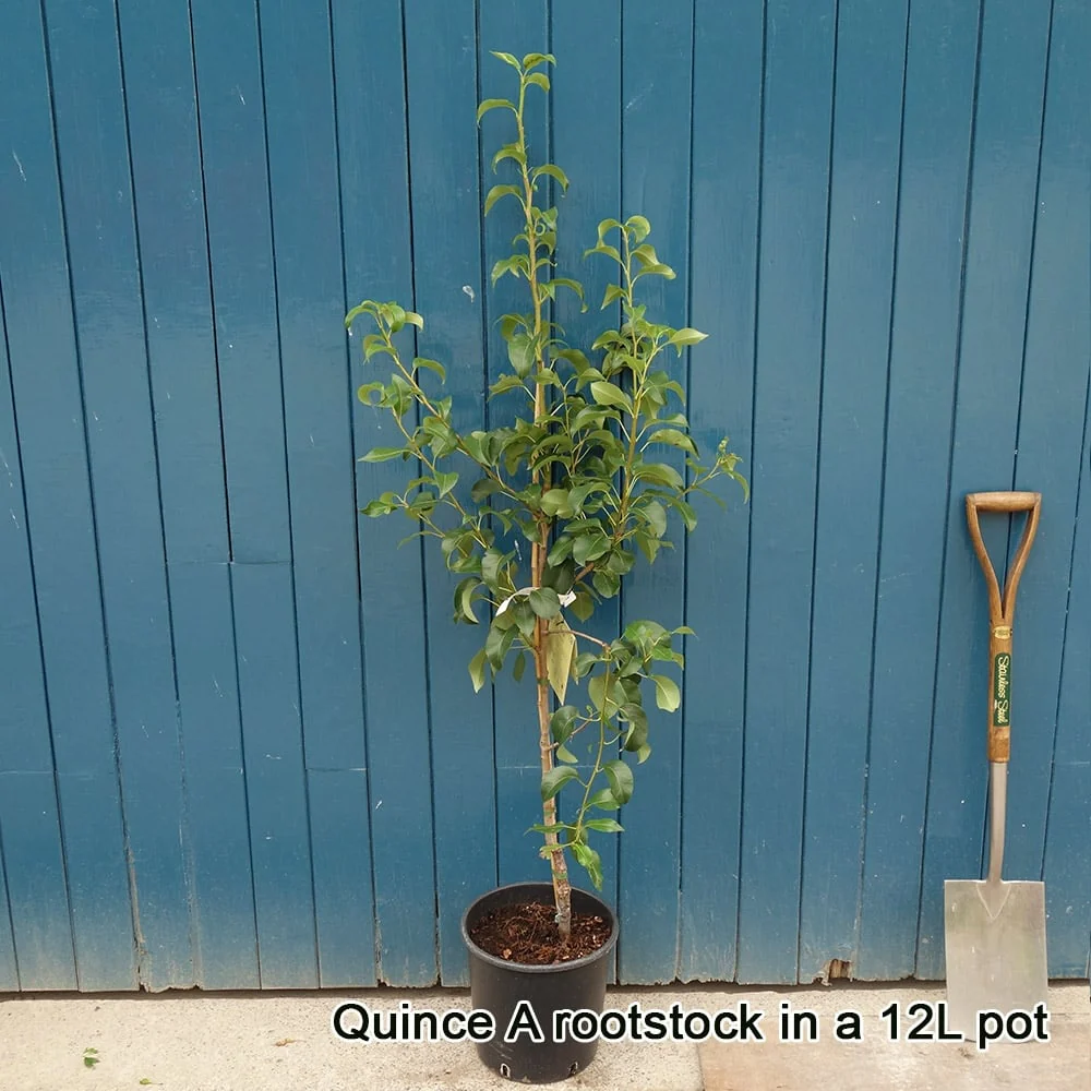 Concorde Pear Tree - Image 6