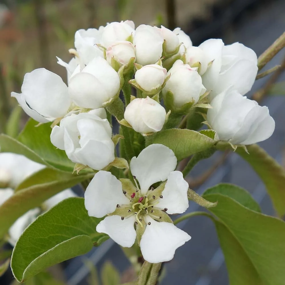 Conference Pear Tree - Image 3