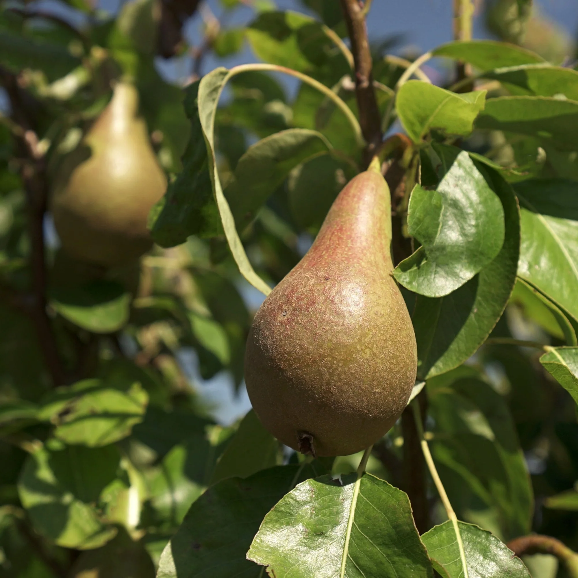 Conference Pear Tree - Image 4