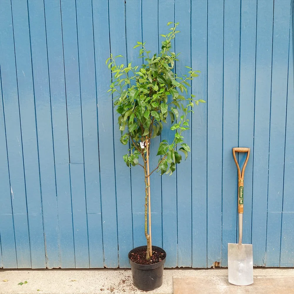 Conference Pear Tree - Image 5