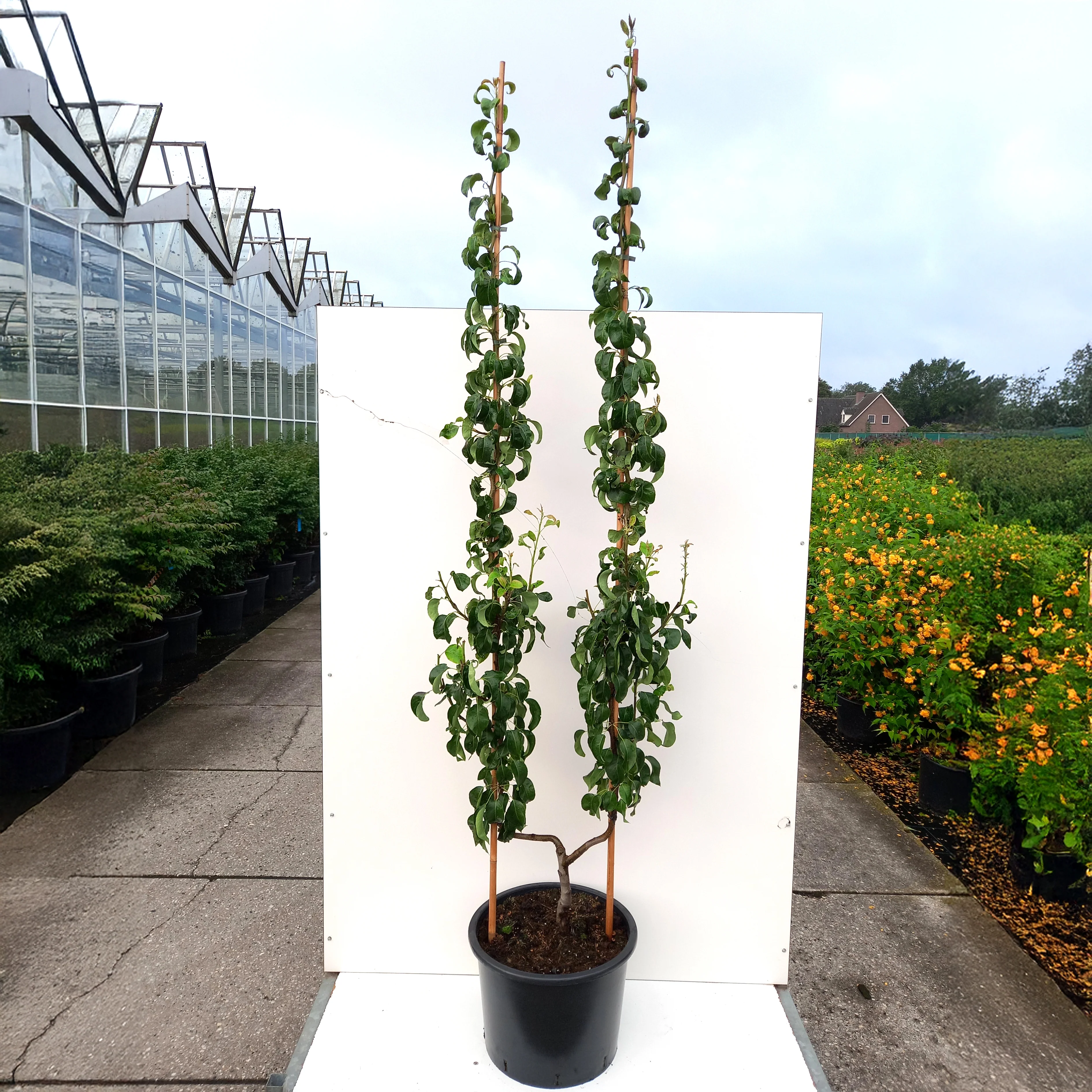 Conference Pear Tree - Image 6