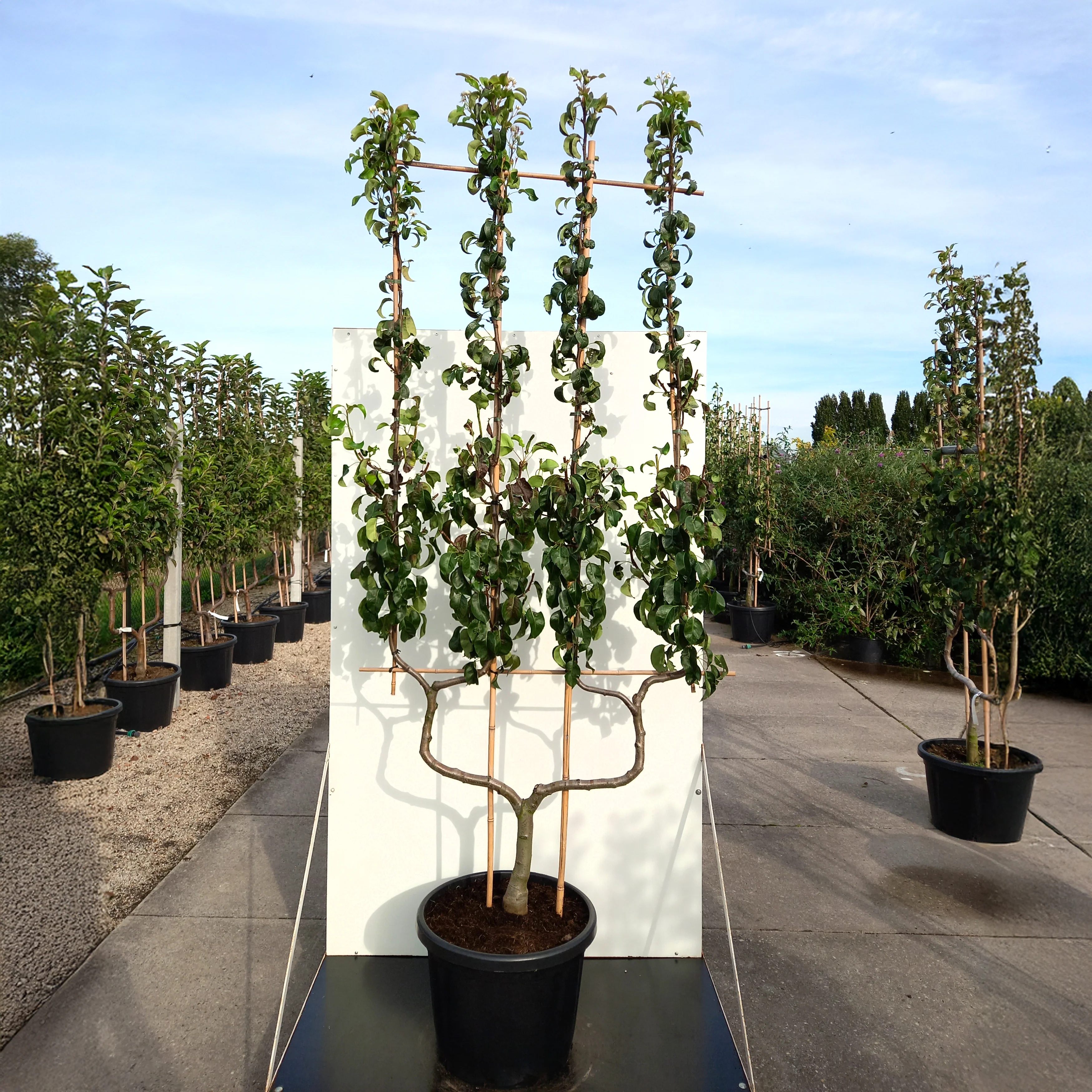 Conference Pear Tree - Image 7