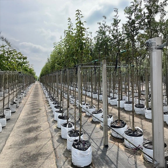 Conference Pear Tree - Image 9