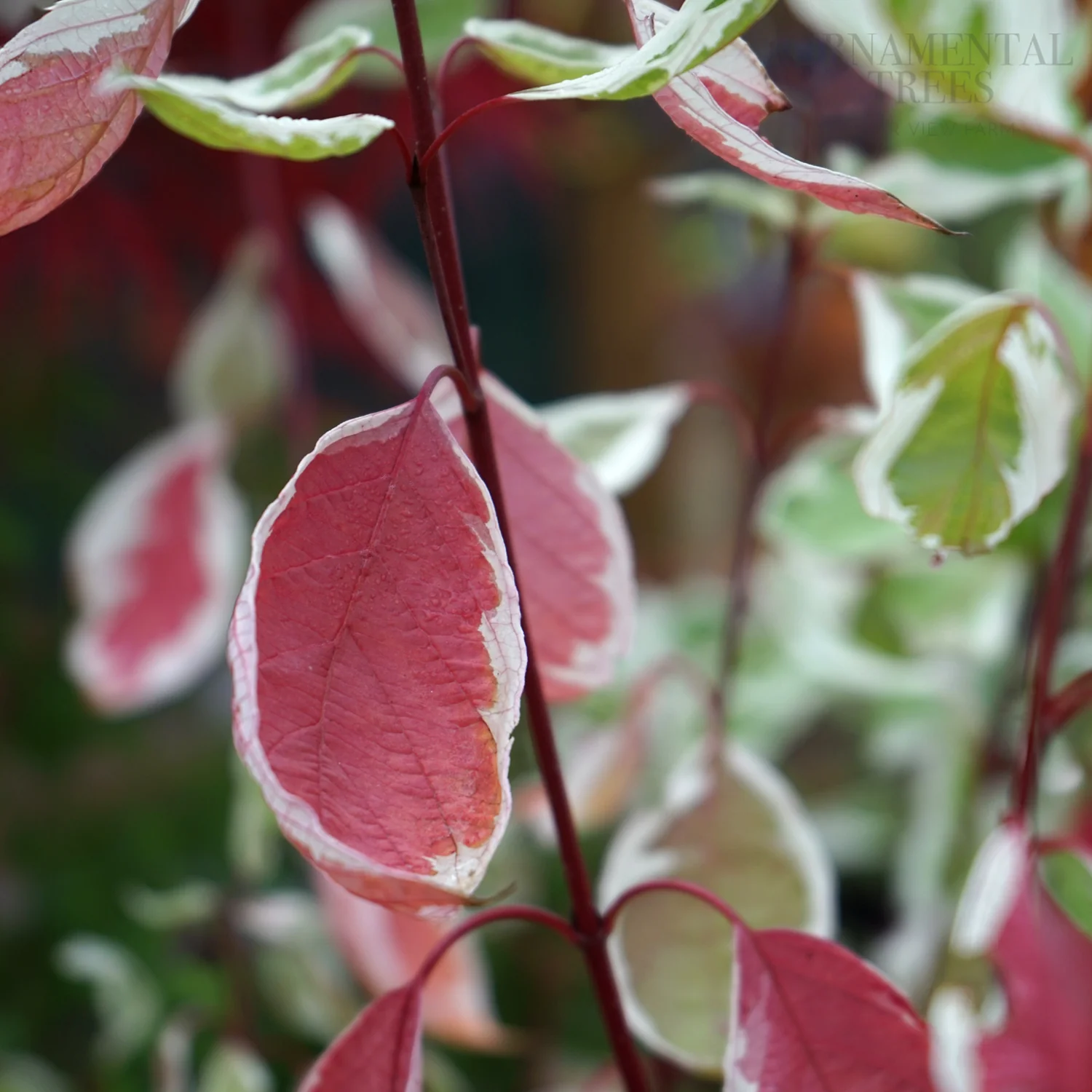 Cornus alba 'Elegantissima' Shrub