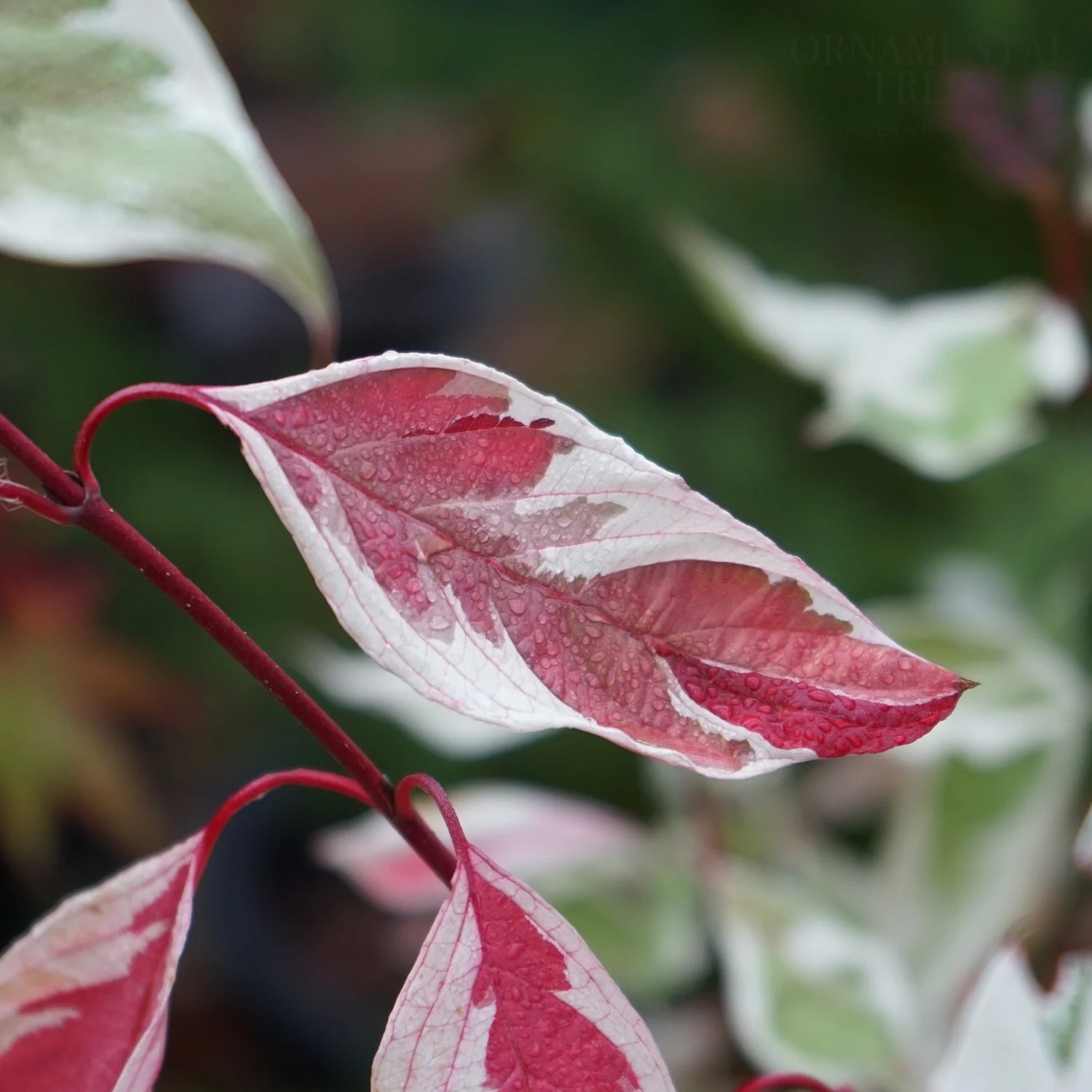 Cornus alba 'Elegantissima' Shrub - Image 2
