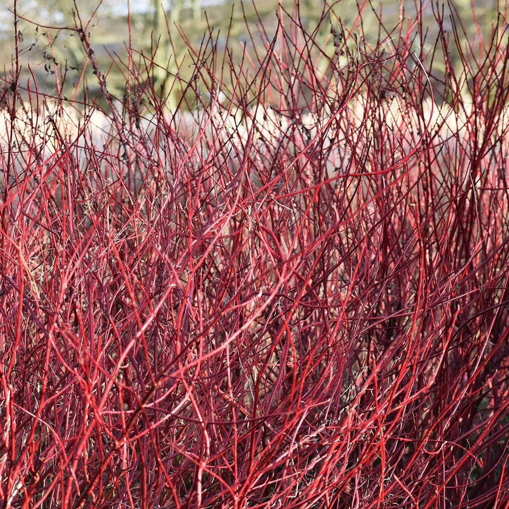 Cornus alba 'Elegantissima' Shrub - Image 3
