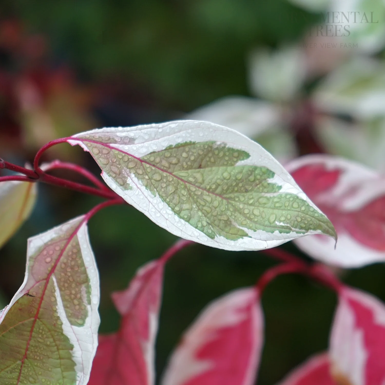 Cornus alba 'Elegantissima' Shrub - Image 4