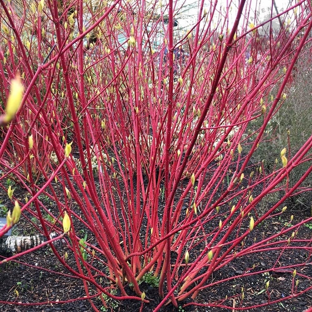 Cornus alba 'Sibirica' Shrub - Image 5