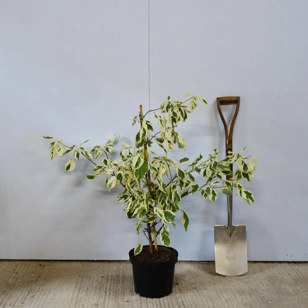 Cornus controversa 'Variegata' Tree - Image 4