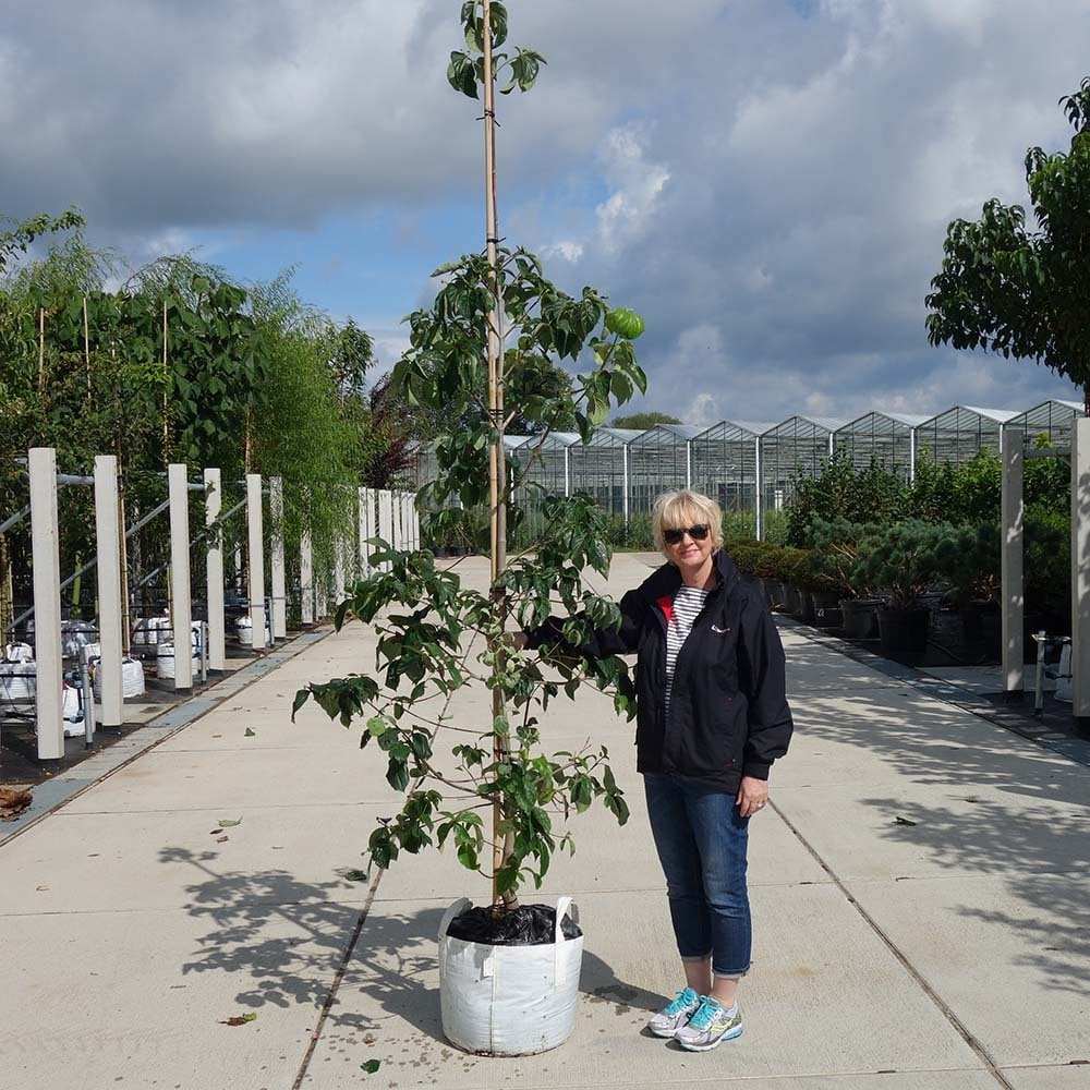 Cornus 'Eddie's White Wonder' Tree - Image 3