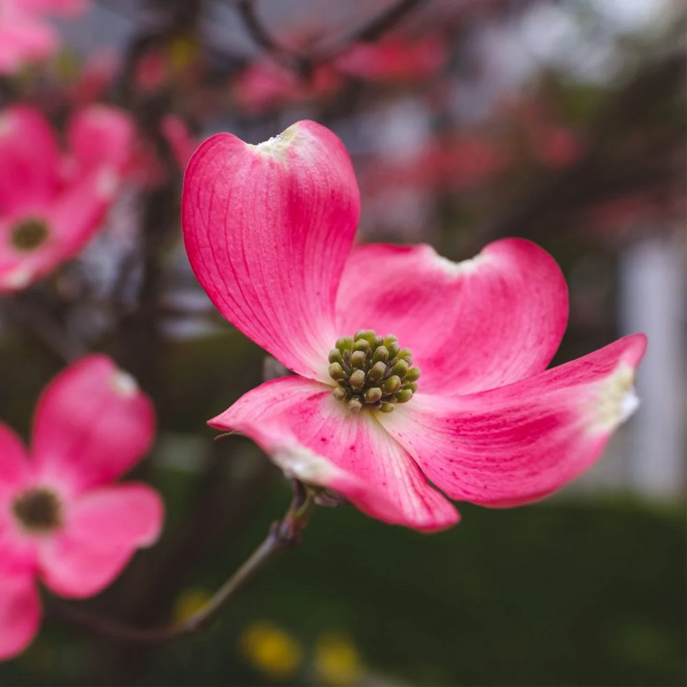 Cornus florida 'Cherokee Chief'