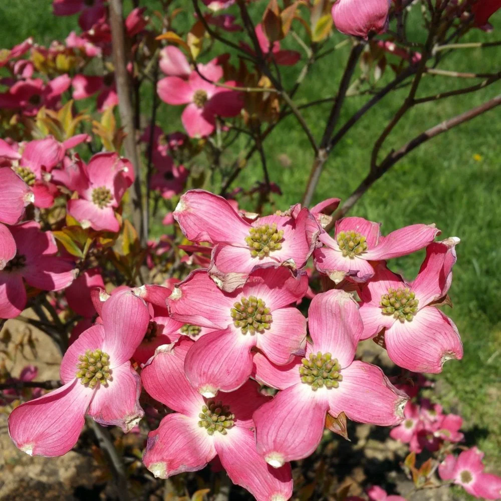 Cornus florida 'Cherokee Sunset' Tree
