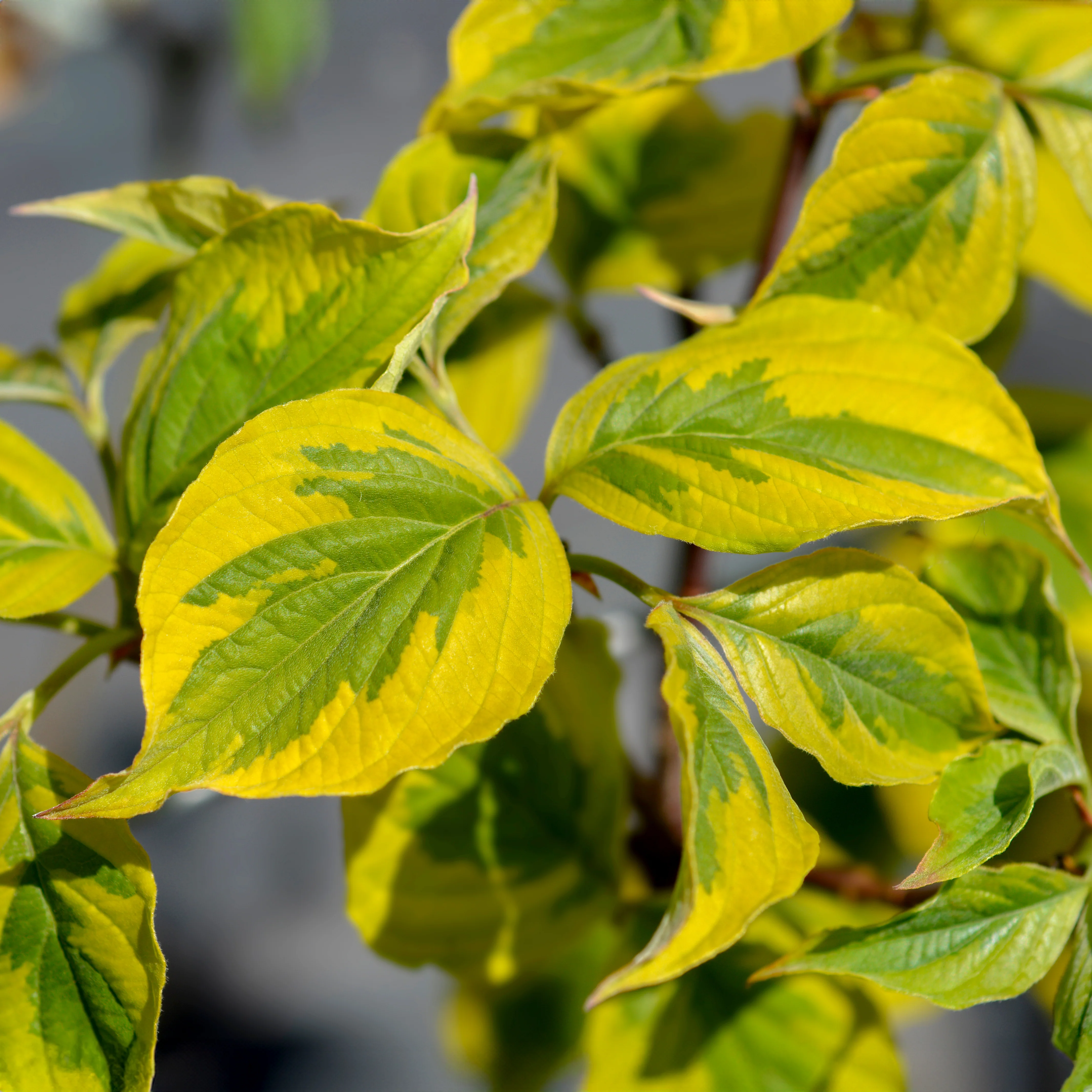 Cornus florida 'Rainbow' Tree