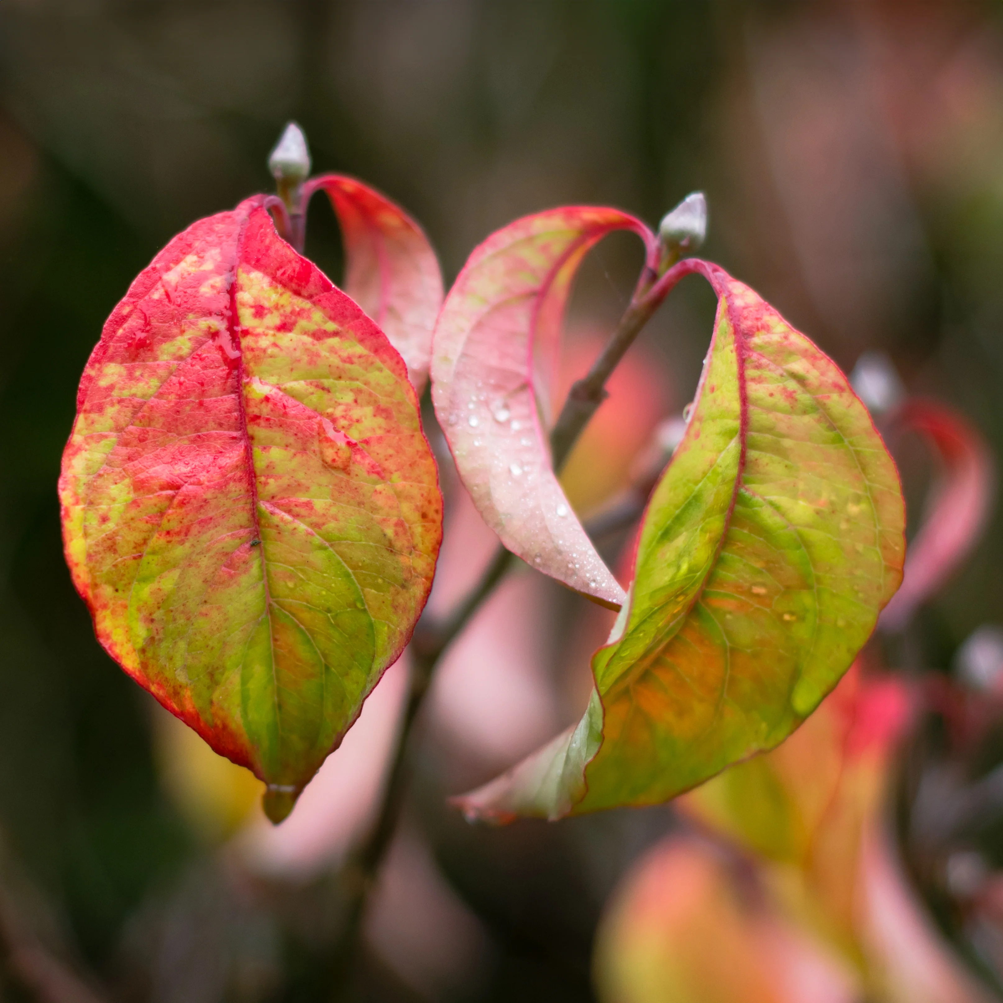 Cornus florida 'Rainbow' Tree - Image 2