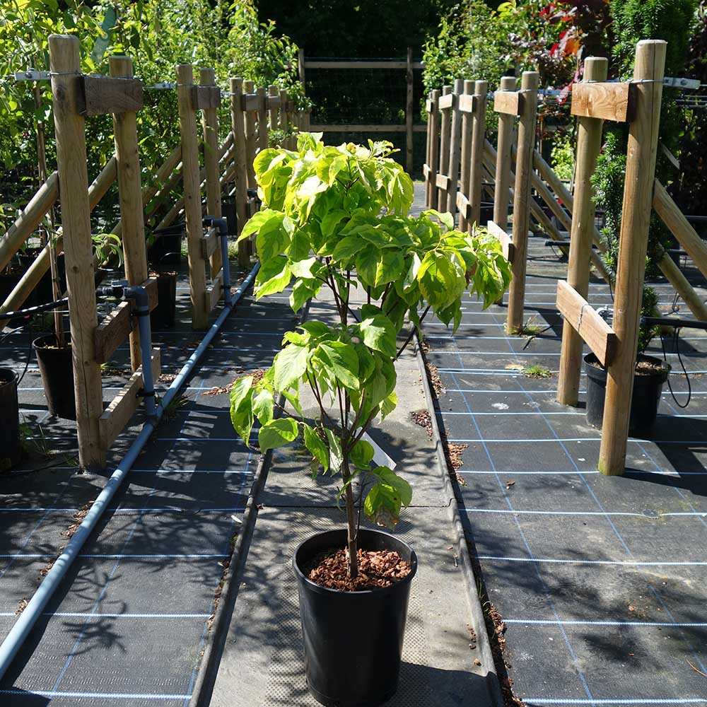 Cornus florida 'Rainbow' Tree - Image 3