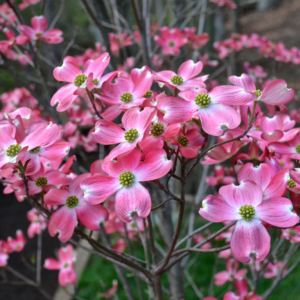 Cornus florida rubra Tree