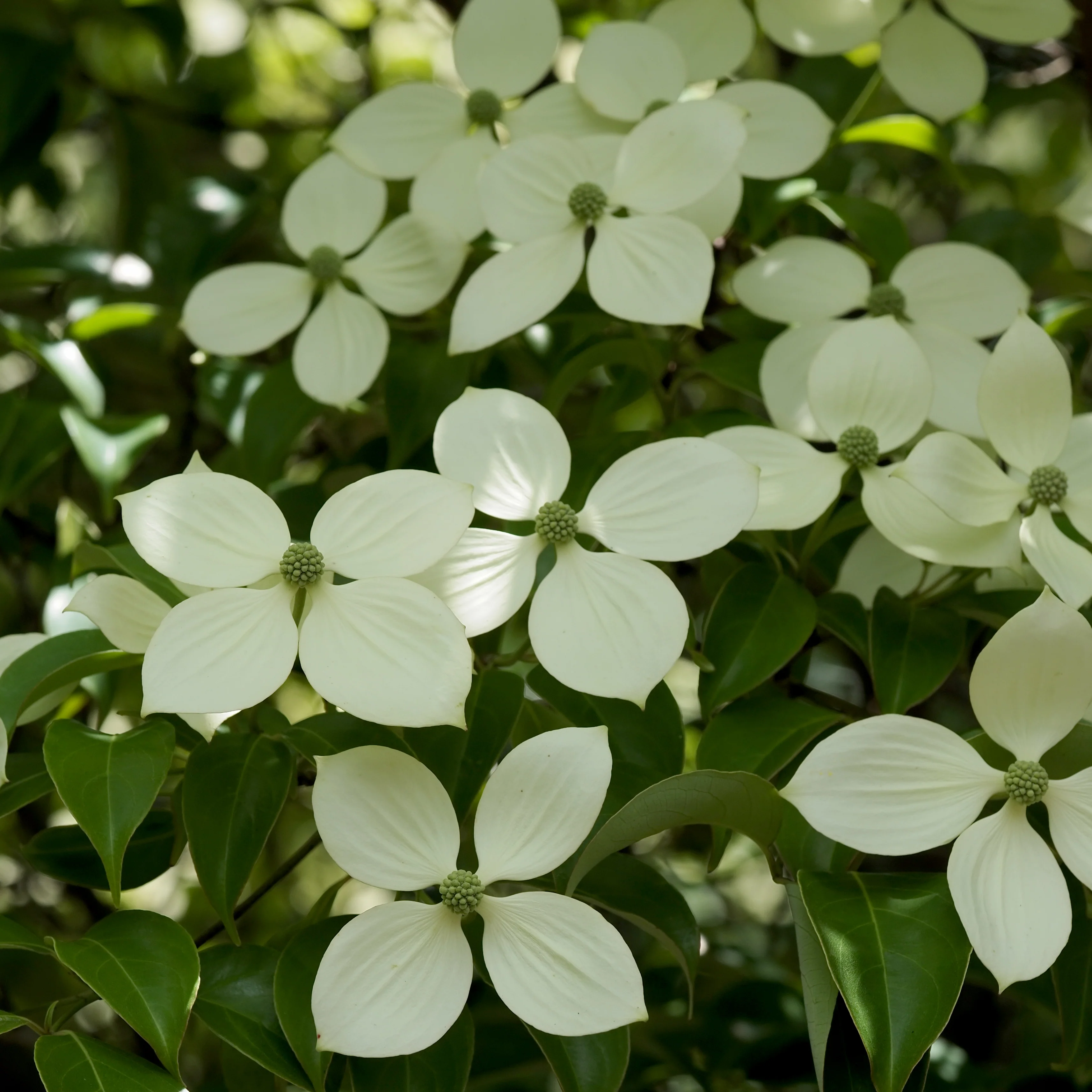 Cornus hongkongensis - Image 2