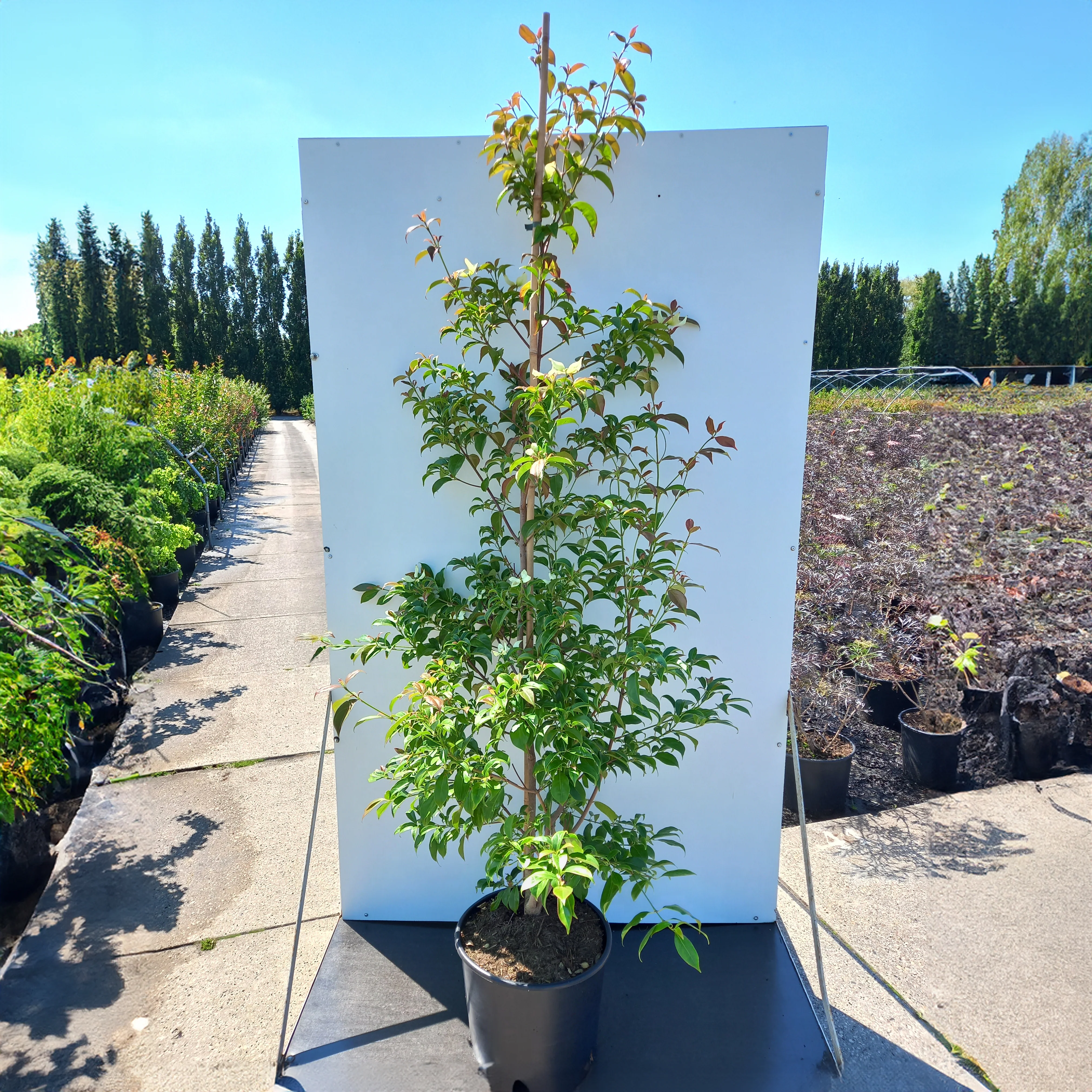 Cornus hongkongensis - Image 3
