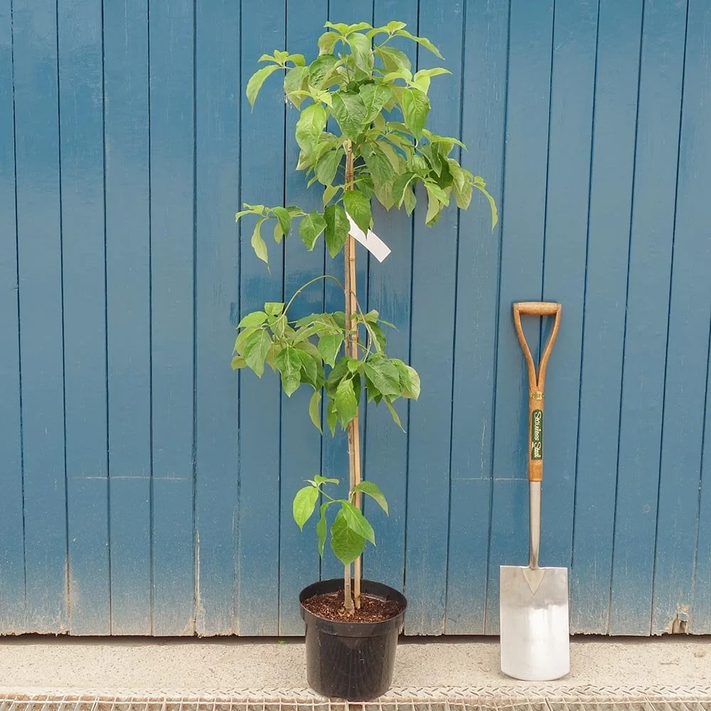 Cornus kousa 'China Girl' Tree - Image 4