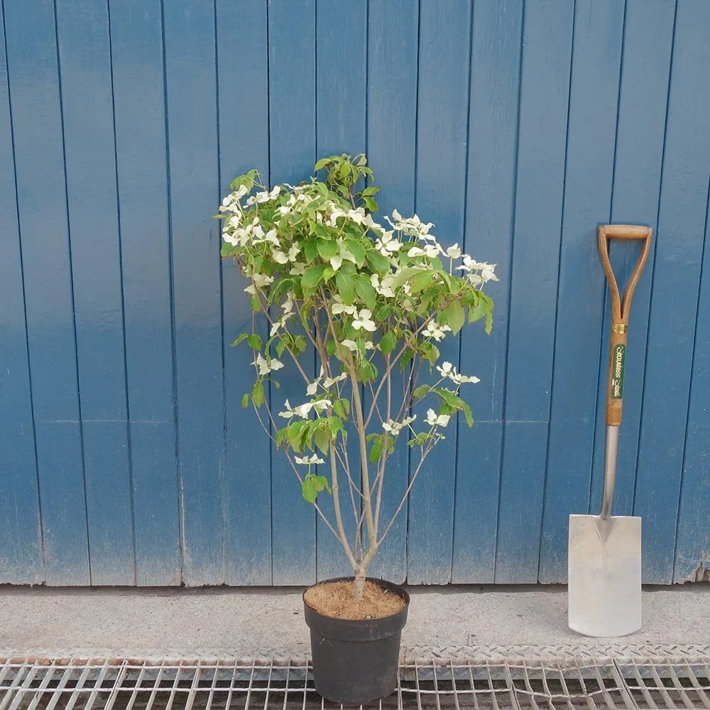 Cornus kousa 'China Girl' Tree - Image 5