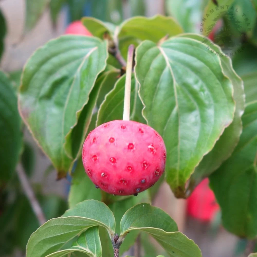 Cornus kousa 'Miss Satomi' Tree - Image 3