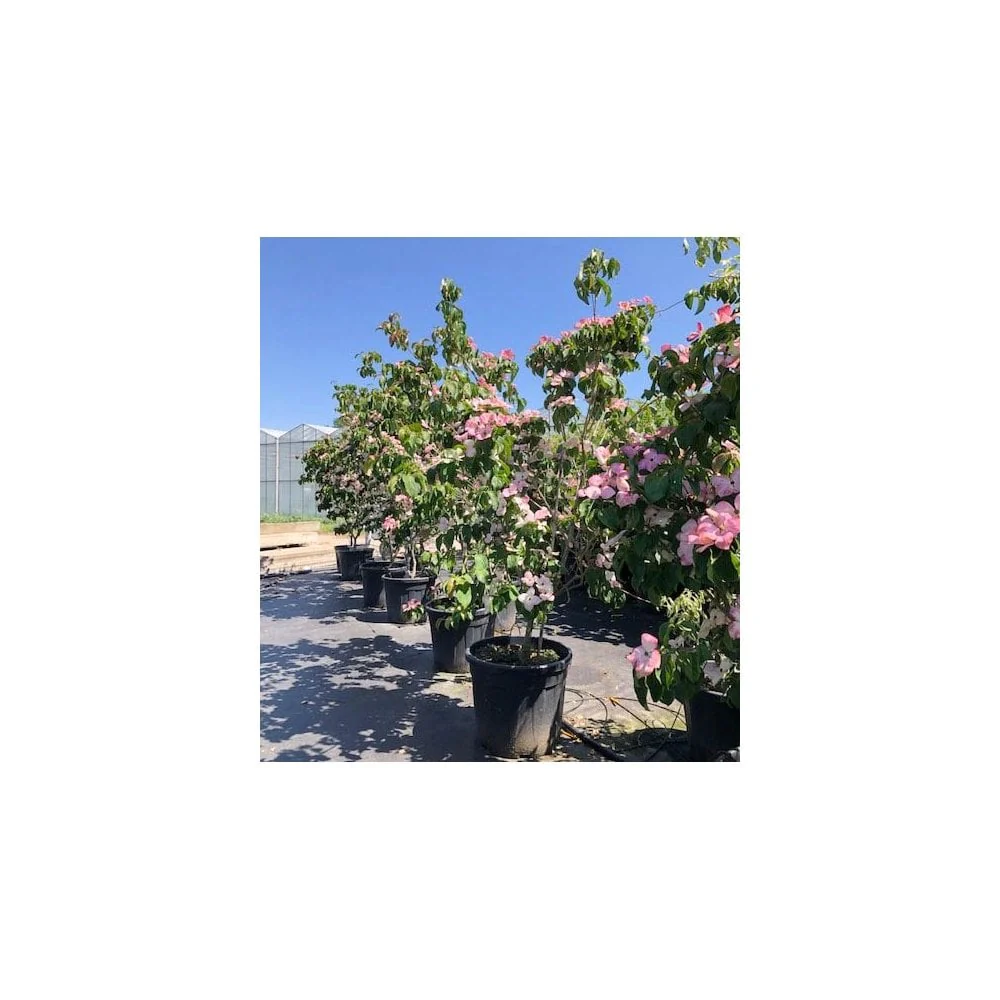 Cornus kousa 'Miss Satomi' Tree - Image 5