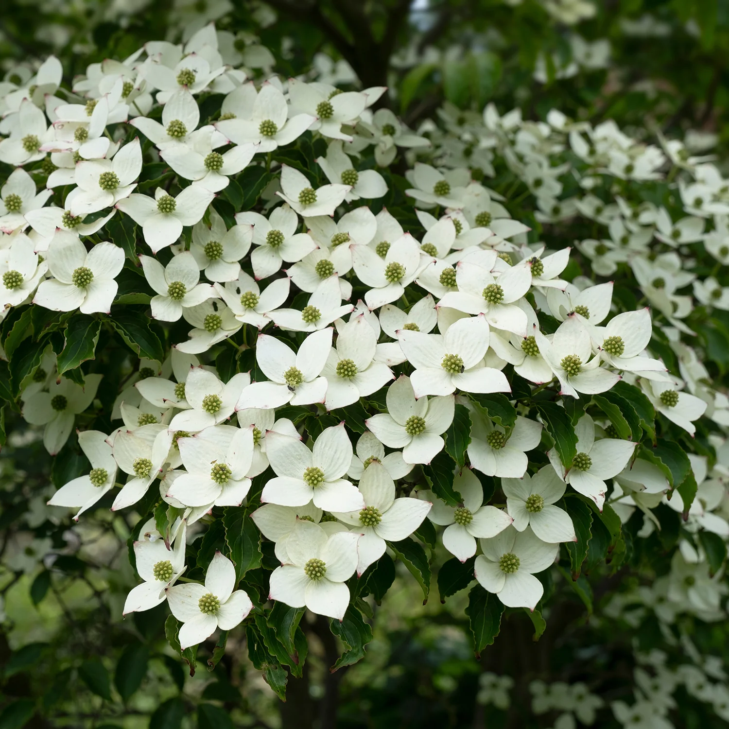 Cornus kousa 'Schmetterling'