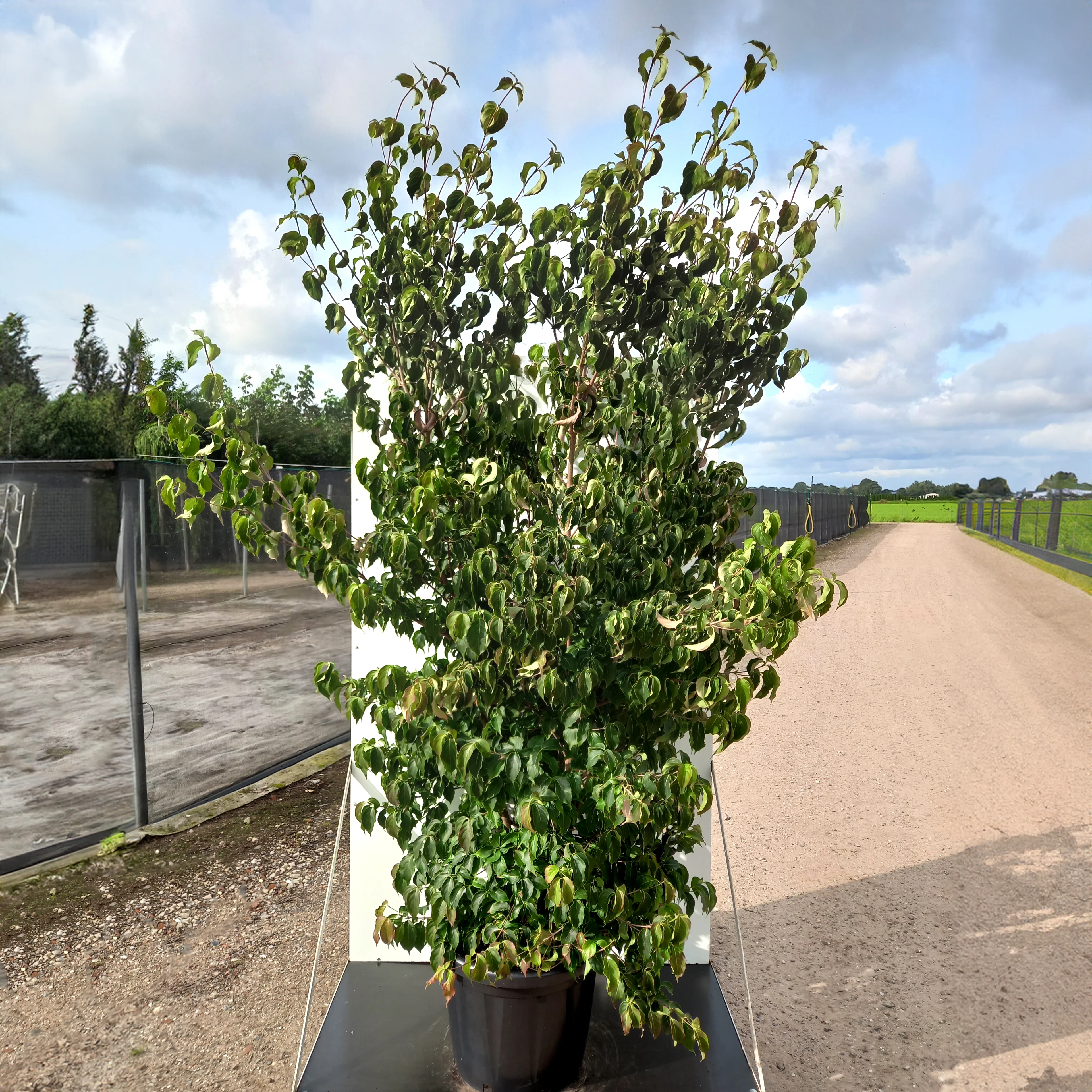 Cornus kousa var. chinensis Tree - Image 10
