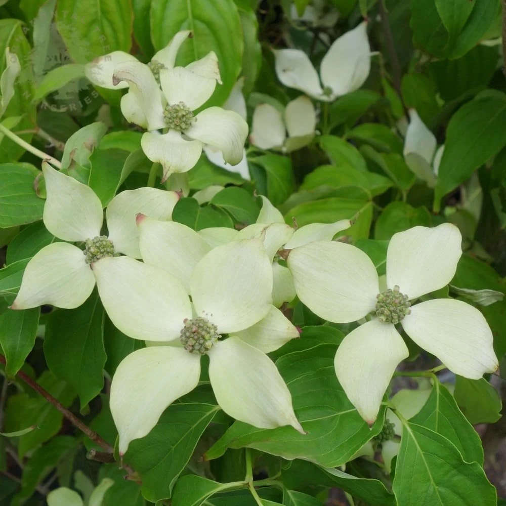 Cornus kousa 'White Fountain' Tree