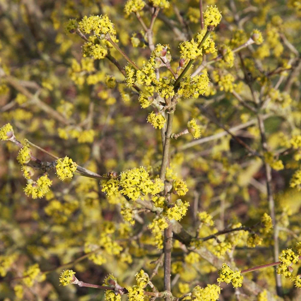 Cornus mas Tree