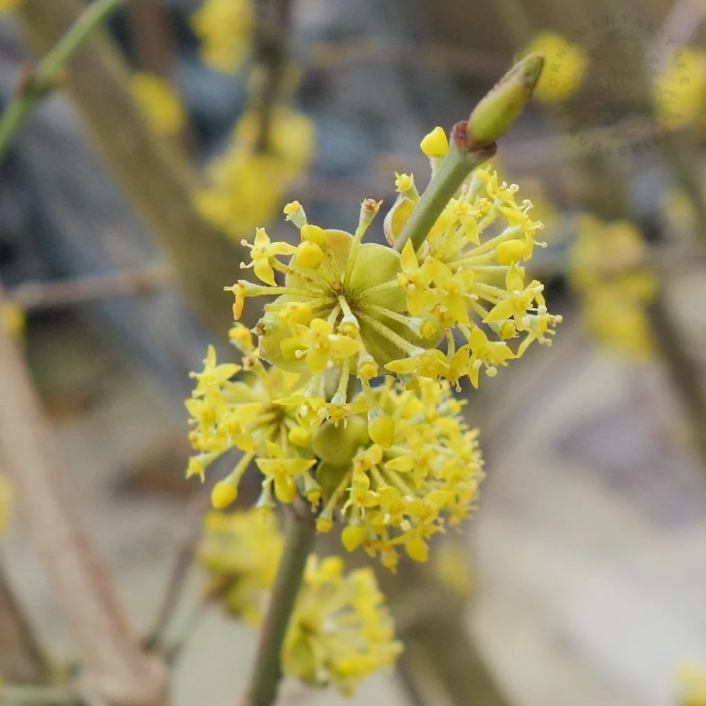 Cornus mas Tree - Image 2