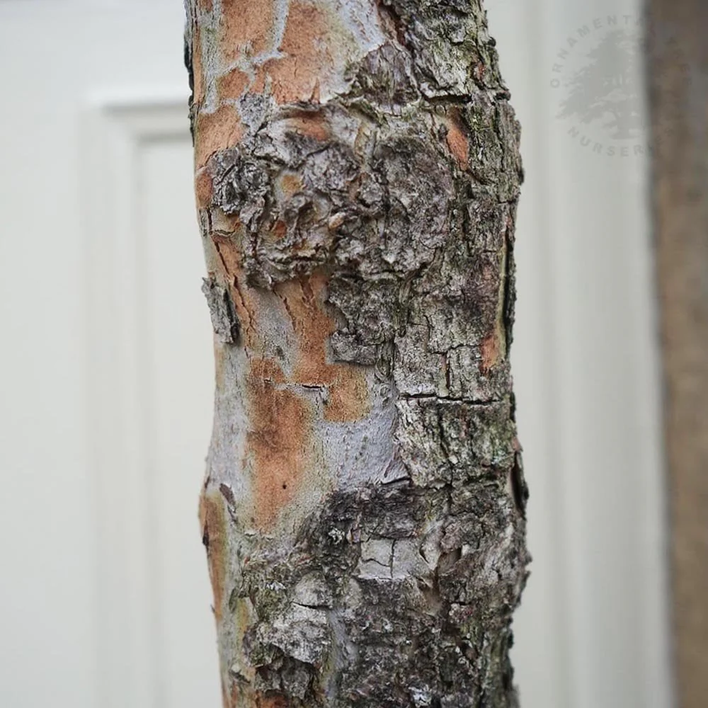Cornus mas Tree - Image 4