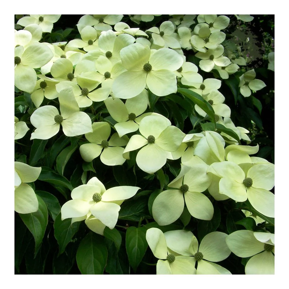 Cornus 'Norman Haddon' Tree