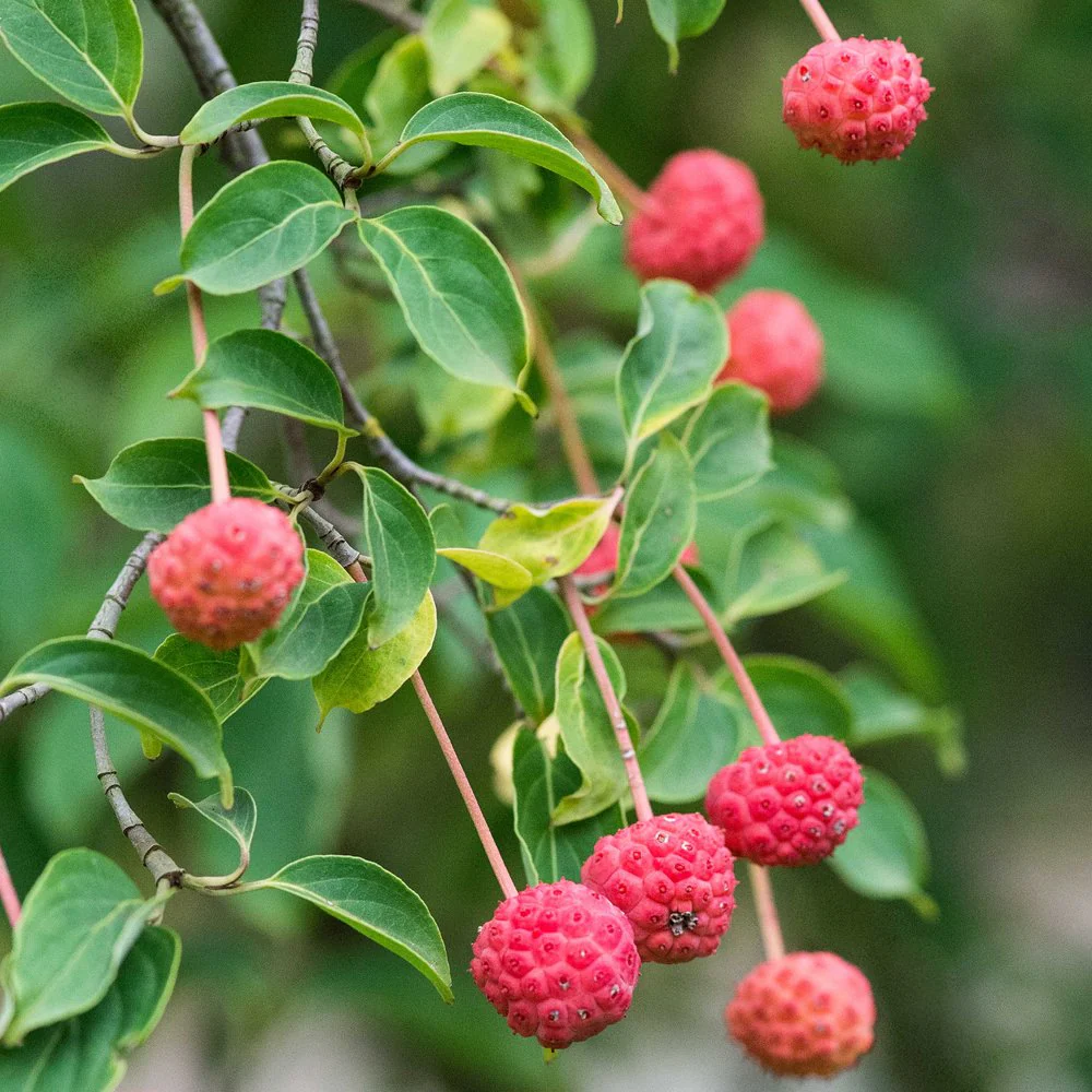 Cornus 'Norman Haddon' Tree - Image 2