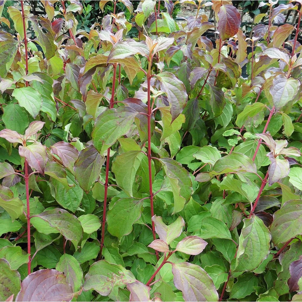Cornus sanguinea 'Midwinter Fire' Shrub - Image 3
