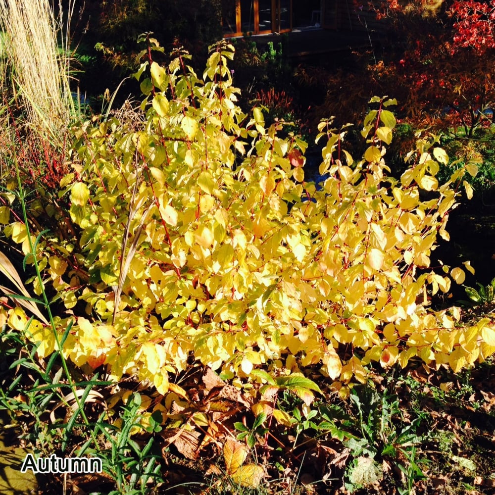 Cornus sanguinea 'Midwinter Fire' Shrub - Image 4