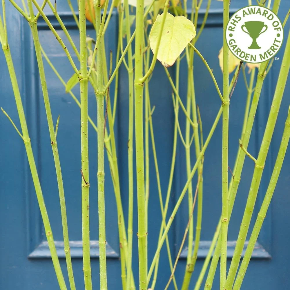 Cornus sericea 'Flaviramea' Shrub