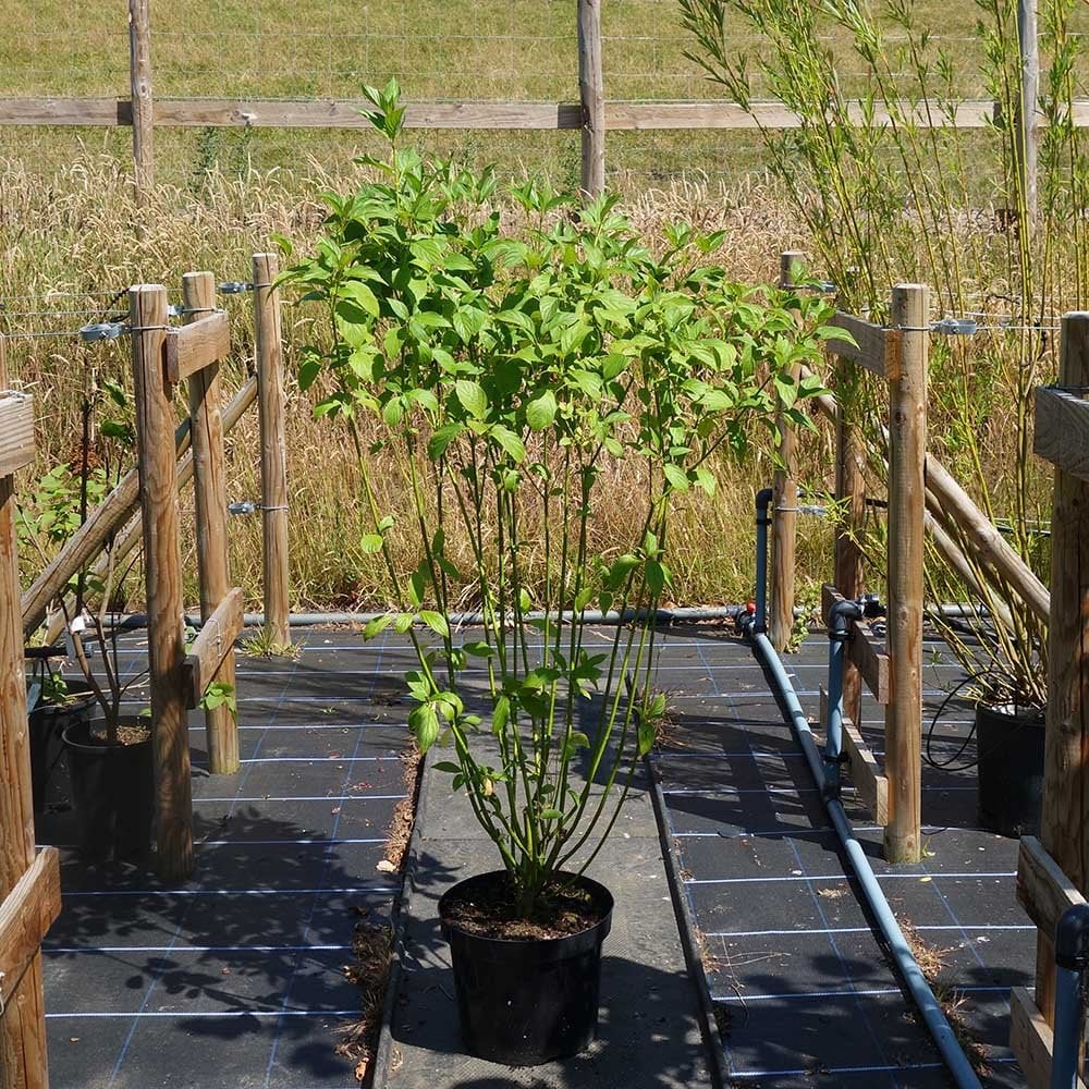 Cornus sericea 'Flaviramea' Shrub - Image 4