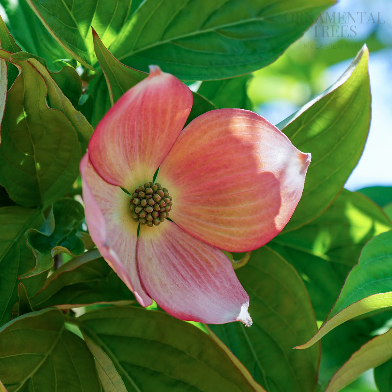 Cornus 'Stellar Pink'
