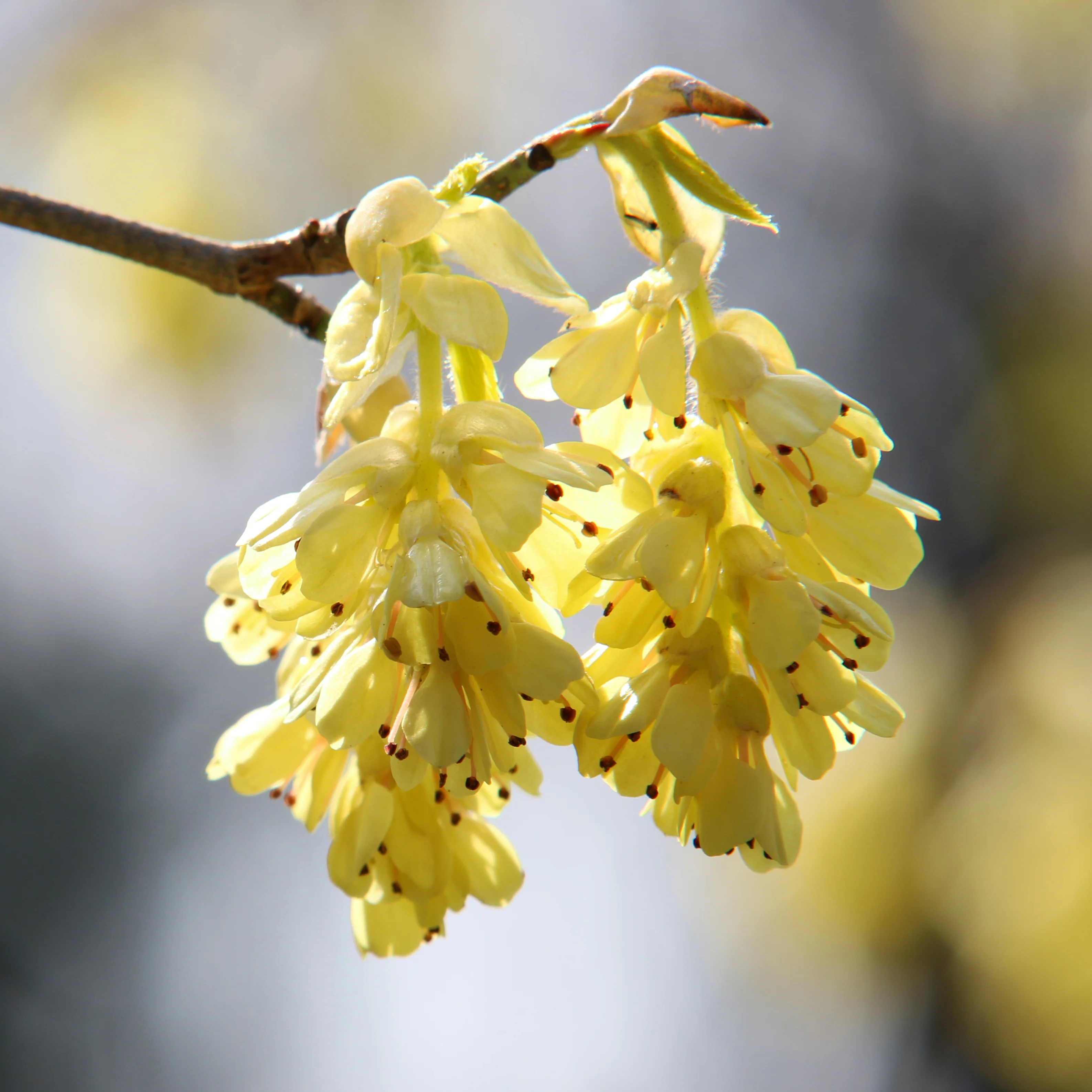 Corylopsis pauciflora