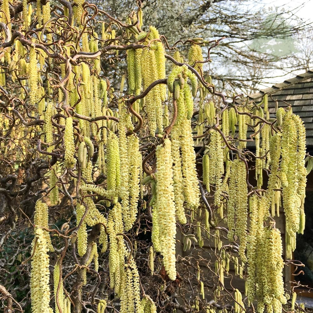 Corylus avellana 'Contorta' Shrub
